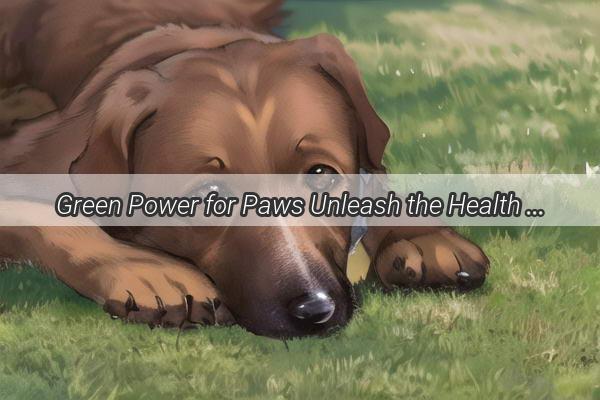 Green Power for Paws Unleash the Health Benefits of Broccoli for Your Dog